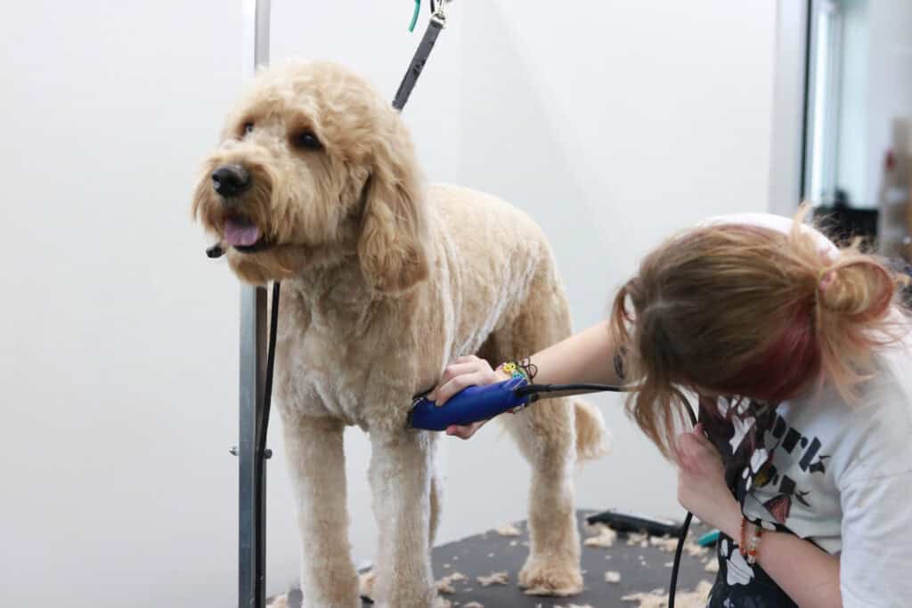How often to groom your dog article
