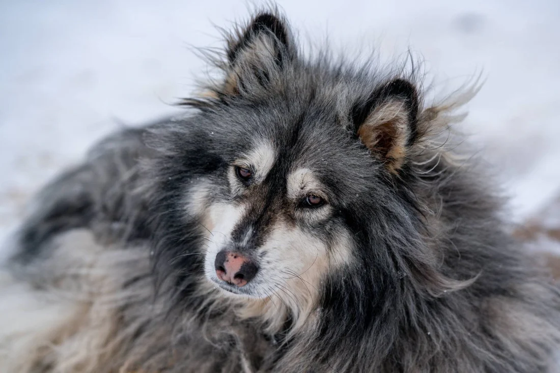Dogs with various coat types