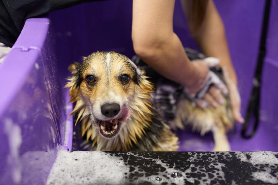 Dog bath and blowout service