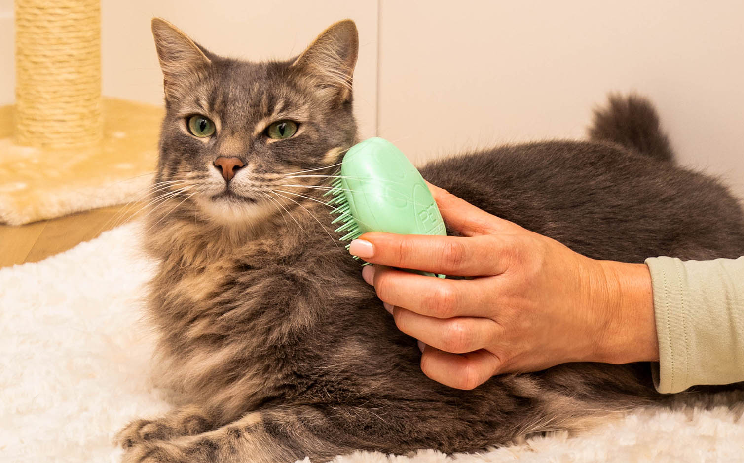 Cat grooming service