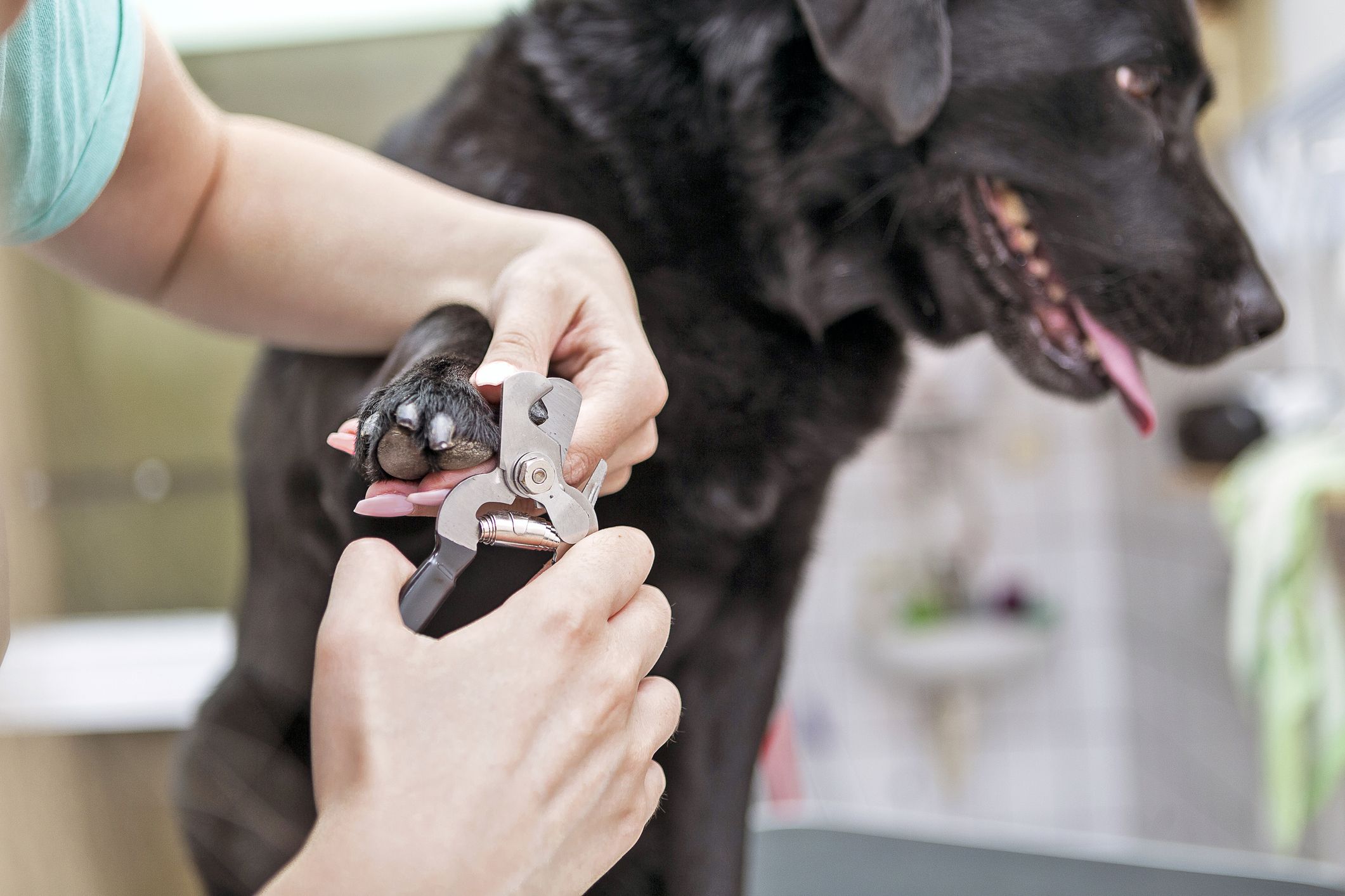 Nail trimming for dogs