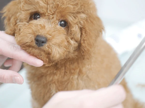 Puppy first grooming experience