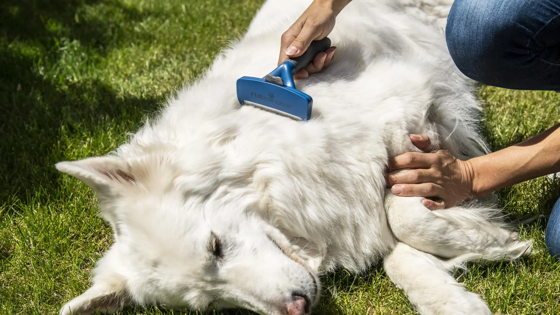 Deshedding treatment for dog