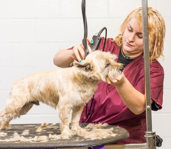 Jennifer S., Lead Groomer